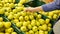 Female hand chooses green apples in the store, consumerism and buying concept