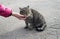 Female hand closeup petting stray cat