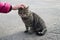 Female hand closeup petting stray gray cat