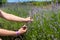 Female hand collecting lavender