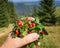 Female hand with cowberries twigs with berries and leaves on mountains background