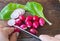 Female hand cuts the radish salad on a wooden Board