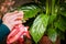 Female hand with a damp cloth, clean the leaf of a houseplant