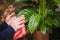 Female hand with a damp cloth, clean the leaf of a houseplant