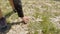 Female hand digging flower from rocky earth while summer hiking in mountain. Tourist woman grabbing in hand flowers with