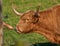 Female hand feeding bull with fresh grass