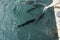 Female hand feeds bread to rainbow Karelian trout in water top view