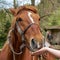 Female hand feeds a horse.