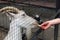 Female hand feeds a white goat through a cage in a zoo