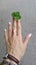 Female hand with four leaves clover and a ruby ring on the middle finger