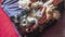 Female hand with furminator combing cute dog fur, close-up. A pile of wool, hair and grooming tool in background