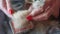 Female hand with furminator combing cute dog fur, close-up. A pile of wool, hair and grooming tool in background