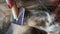 Female hand with furminator combing cute dog fur, close-up. A pile of wool, hair and grooming tool in background