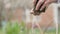 Female hand gardener sprinkling fertilizer flowers seedling and planting in ground close up