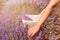 Female hand gather fresh lavender in a wicker basket. Beautiful girl gather fresh lavender in lavender field.