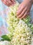 Female hand with a gentle manicure against the background of a white hydrangea in summer.