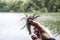 Female hand hold the small crayfish against river background. Crayfish moves in the hand