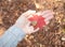 Female hand holding the acorn and red maple leaf on a background of brown autumn dry grass and branches.