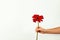 Female hand holding blossoming red gerber flower isolated on white background. Floral romantic composition, concept for mothers