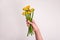 A female hand is holding a bouquet of water lilies with yellow buds and long green stems. Beautiful colorful flowers for a holiday