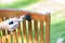 female hand holding a brush applying varnish paint on a wooden garden chair - painting and caring for wood