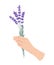 Female Hand Holding Bunch of Blooming Lavender