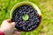 Female hand holding circle bowl of blueberry, bilberry, showing and giving it. Green natural blurred background. Top