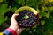 Female hand holding circle bowl of blueberry, bilberry, showing and giving it. Green natural leaves and grass fresh