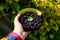 Female hand holding circle bowl of blueberry, bilberry, showing and giving it. Green natural leaves shine background