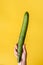 Female hand holding cucumber on yellow background - Woman hold green cucumber with copy space - Sexual potency concept