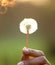 Female hand holding dandelion flower