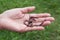 Female hand holding earth worms in hands.