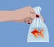 Female hand holding a goldfish in a plastic bag with water