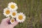 Female hand holding growing blossoming meadow chamomiles with white petals close up