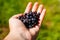 Female hand holding handful of blueberry, bilberry, showing and giving it. Green natural blurred background. Summer