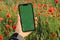 Female hand holding mobile phone with chroma key, green screen. Red poppy flowers in a wild field. Vivid Poppies meadow