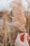 Female hand holding Pampas grass. Dry beige reed. Abstract natural background. Pastel neutral colors. Earth tones. Beautiful