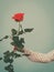 Female hand holding red rose flower