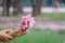 A female hand holding a sweet pink tabebuia flower blossom with blurred plenty pink corollas with blur green nature background