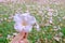 A female hand holding a sweet pink tabebuia flower blossom with blurred plenty pink corollas on a green field