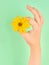 Female hand holding topinambur yellow flower OK symbol, fine menstruation period on green background