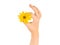 Female hand holding topinambur yellow flower OK symbol, fine menstruation period on white background