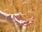 Female hand holding wheat spikelets in field on sunny day, new crop