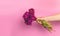 Female hand holds beautiful burgundy bouquet of peonies on a pink background. Mother`s day, father`s day concept