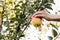 Female hand holds beautiful tasty red apple on branch of apple tree in orchard, harvestingfor food ore apple juice. Crop of apples