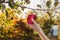 Female hand holds beautiful tasty red apple on branch of apple tree in orchard, harvestingfor food ore apple juice. Crop of apples