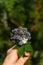 Female hand holds a bouquet of twigs with ripe wild blackberry berries, leaf and flower in the sun. Copy space