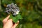Female hand holds a bouquet of twigs with ripe wild blackberry berries, leaf and flower in the sun. Outdoors. Copy space