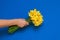 Female hand holds a bouquet of yellow daffodil flowers on a blue background