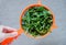 A female hand holds a fresh fragrant rukkola in a colander on a